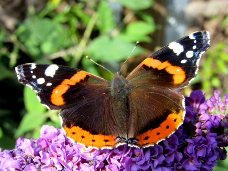 Meer Vlinders In De Tuin Plant Een Vlinderstruik Stip Hoveniers